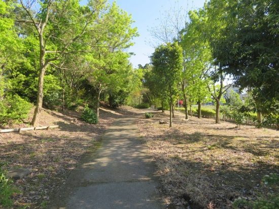 北代緑地公園の長距離コース 森の中