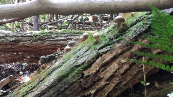 ポンポン山　コケやキノコ